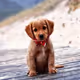 dogy dogy