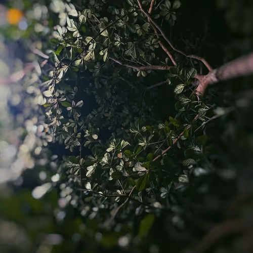 Based Nature Photography