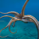 Octopus stretching