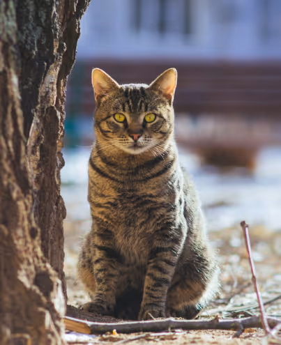 cat