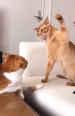 Cat battle