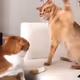 Cat battle