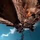 Skyward Roots