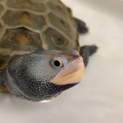 @web3turtle on Drakula.app