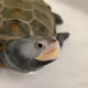 @web3turtle on Drakula.app