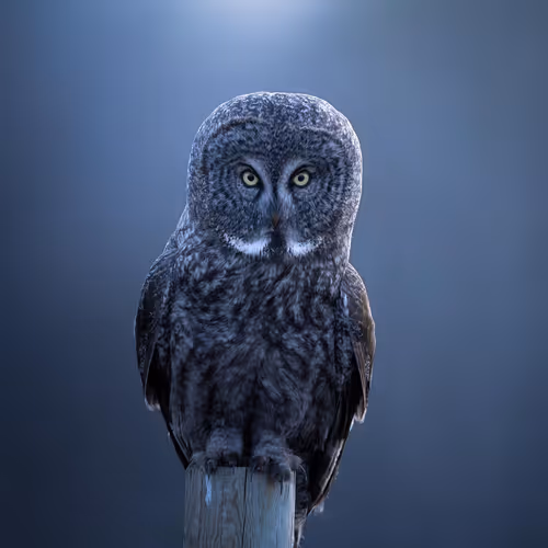 The Phantom at blue hour