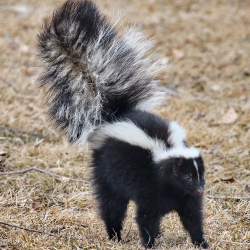 skunk