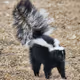 skunk