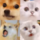 SmallWow
