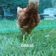 GRASS