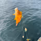 I caught a fish