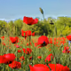 Red flowers