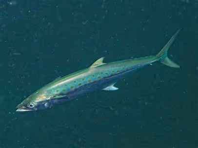Spanish Mackerel Base
