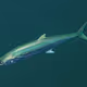 Spanish Mackerel Base