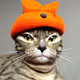 Cat with hat