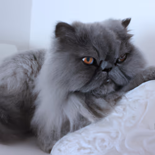 Blue Persian