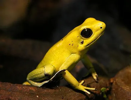 Yellow Frog