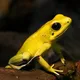 Yellow Frog