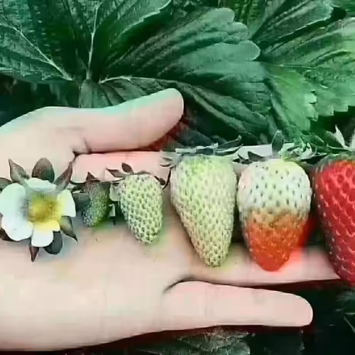 dashu