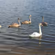 Swans