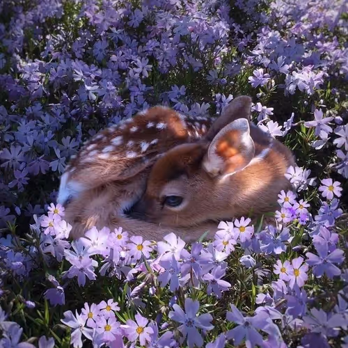 little deer