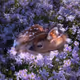little deer