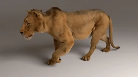 Lion