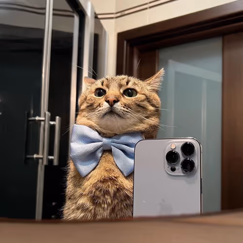 AbstractCats
