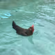 swimken