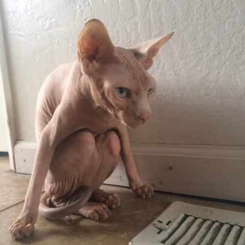 baseBingus