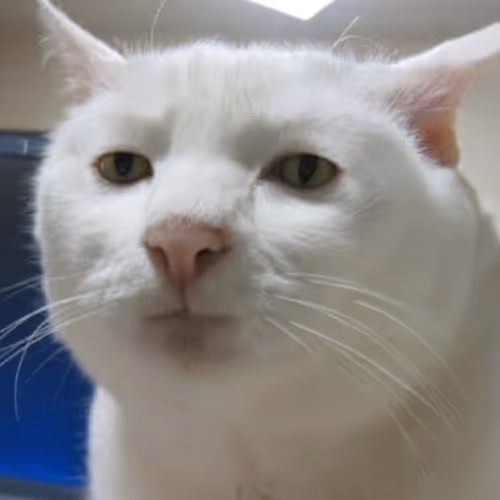 the cat !