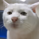 the cat !