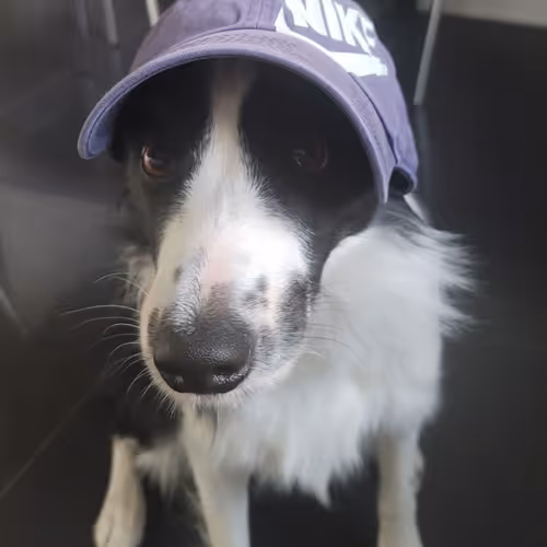 DASHA DOG