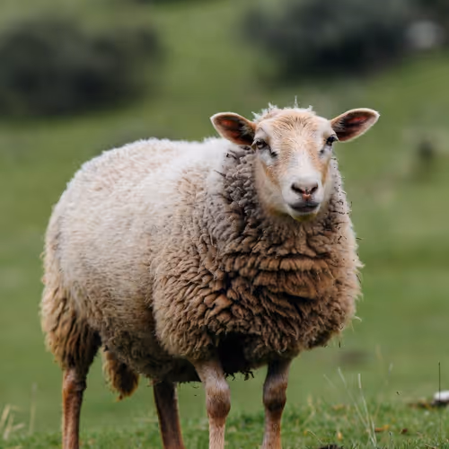 SHEEP