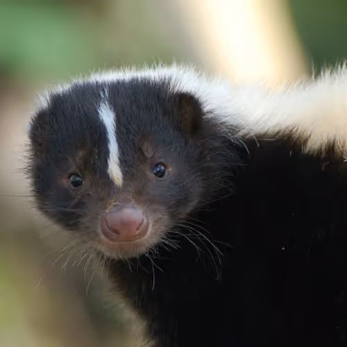skunk2
