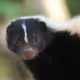 skunk2
