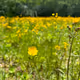 Mountain Flowers