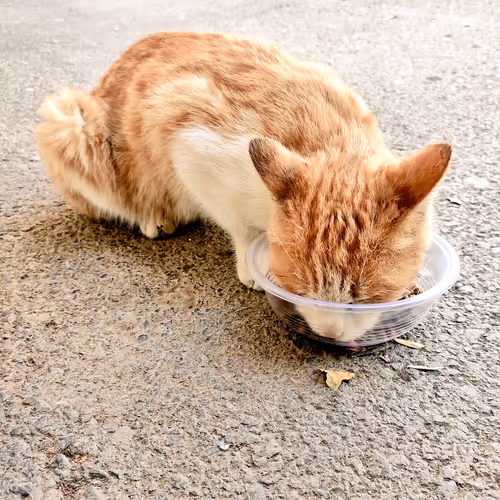 Feeding the Cat