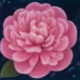 Pink rose 
