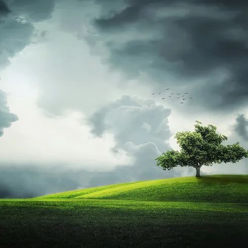 Tree Clouds