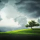 Tree Clouds