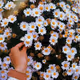 Daisies