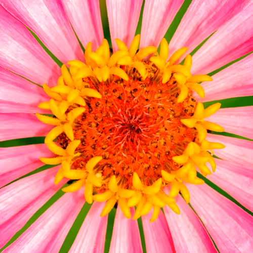 Nature Loves Symmetry