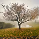 Autumnal Atmosphere