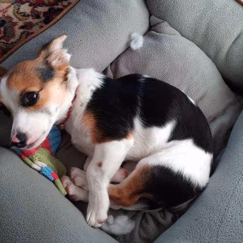 themolydog