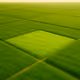 Grass Plot Test