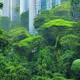 rainforest