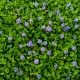 Blooming Harmony