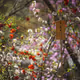 Base Donut Bokeh - Sakura 6