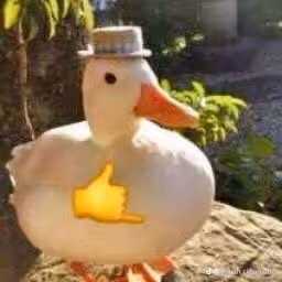 Cool Duck